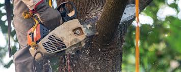 Best Aeration Services  in Steubenville, OH