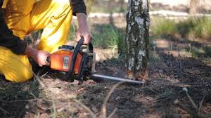 Best Tree Cabling and Bracing  in Steubenville, OH